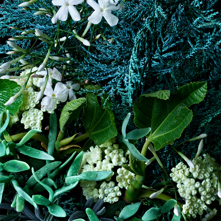 Coastal Cypress & Sea Fennel